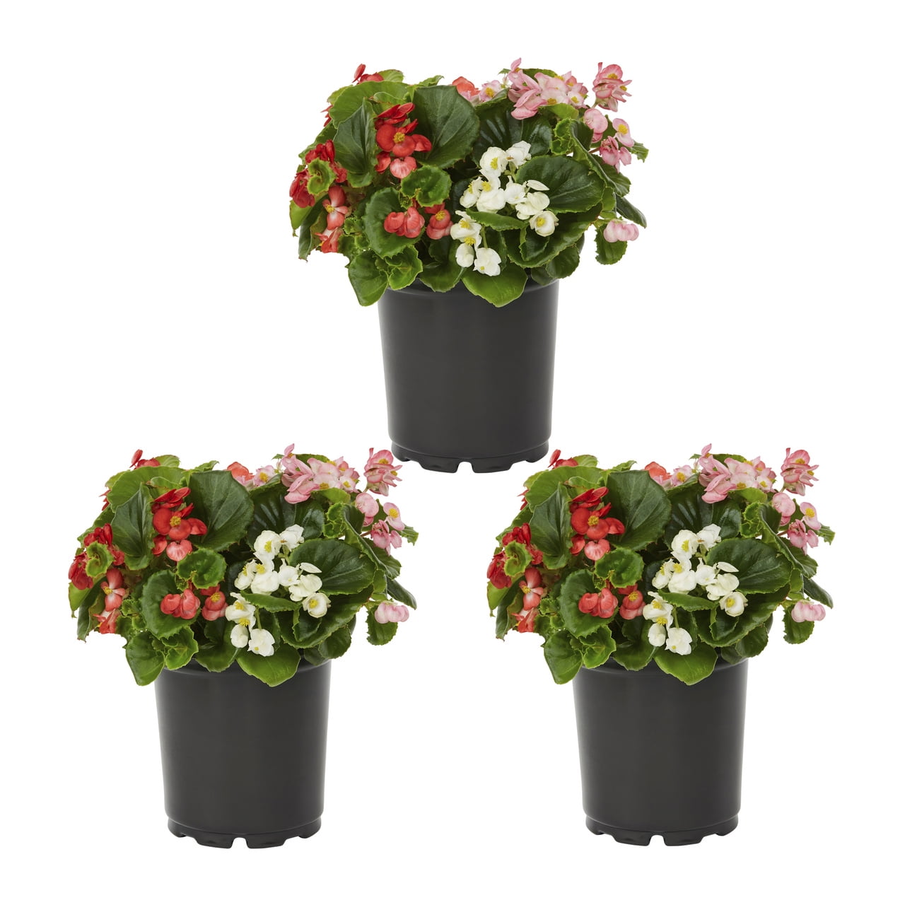 Expert Gardener 2QT Multicolor Begonia Live Annual Plant Sun 3-Pack