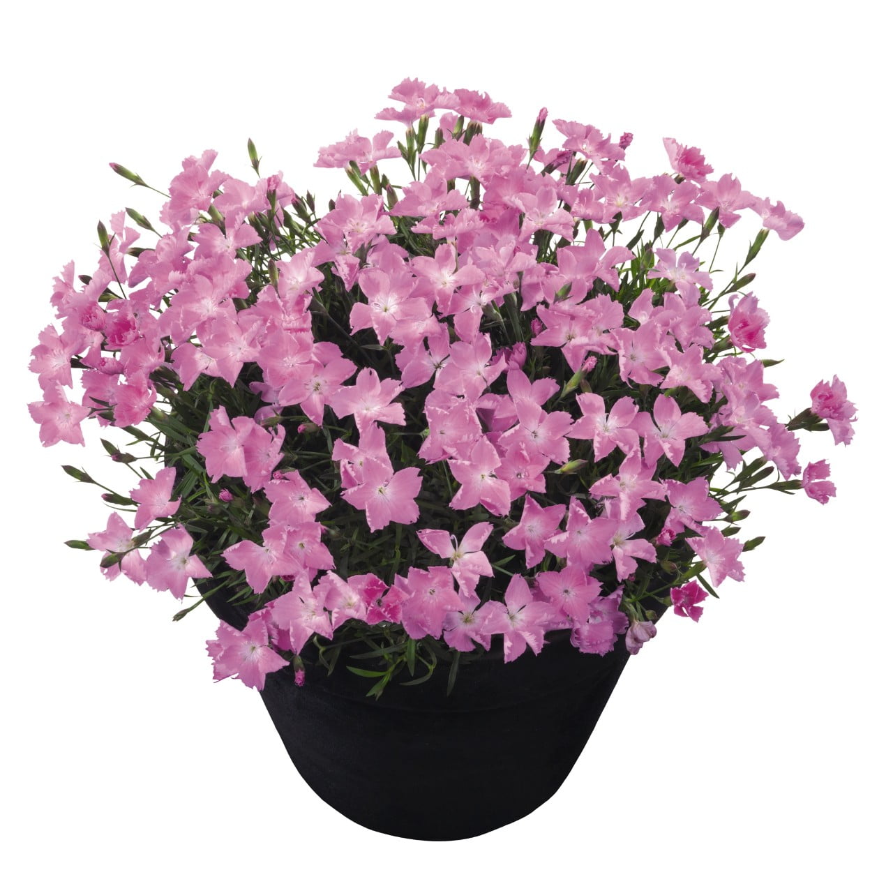 Expert Gardener 2.5 Quart Pink Dianthus Kahori Perennial Live