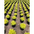 thumbnail image 1 of Expert Gardener 2.5 Quart Spirea Goldmound Live Shrubs, 1 of 1