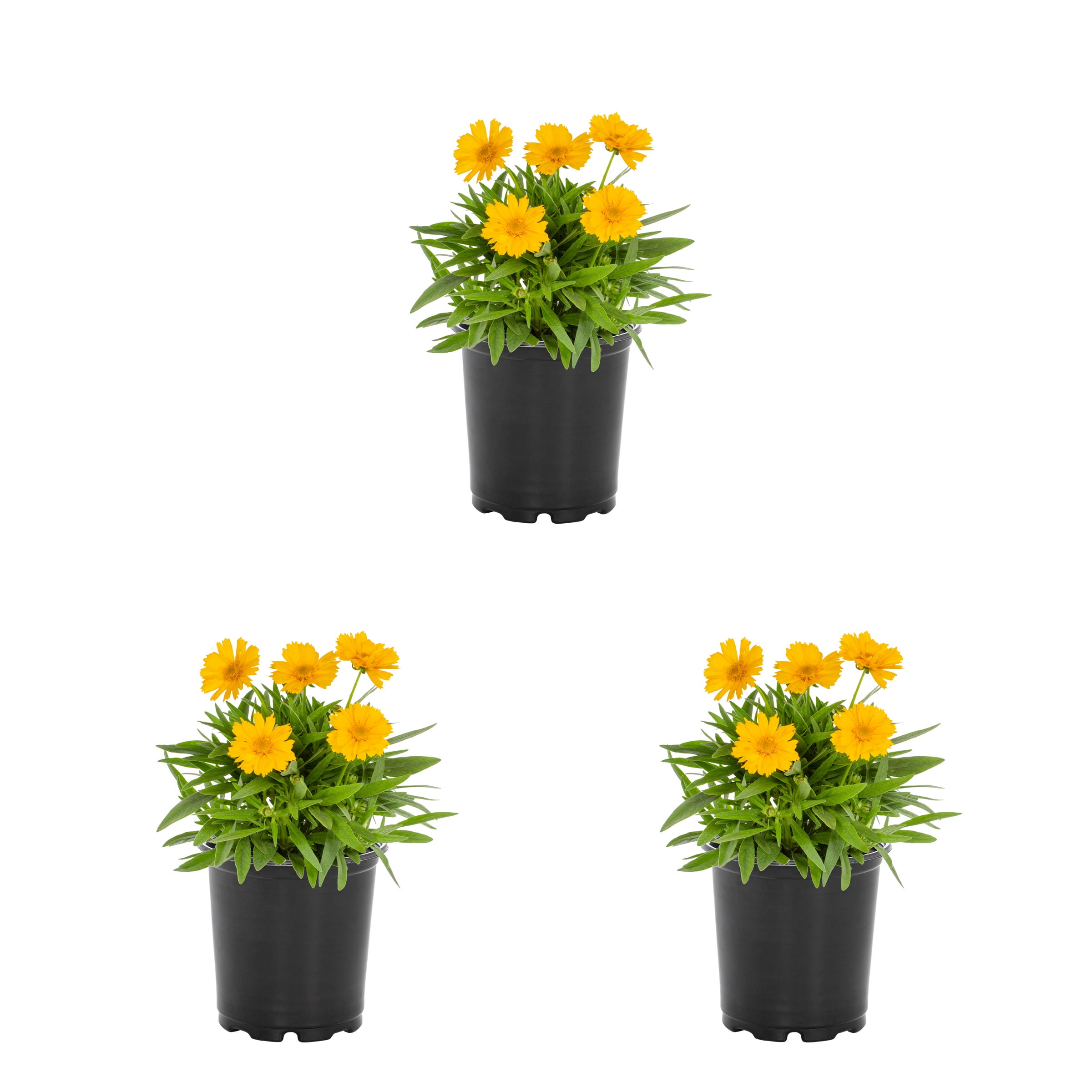 Expert Gardener 2QT Yellow Coreopsis Live Perennial Plant Sun 3 -Pack