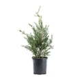 thumbnail image 1 of Expert Gardener 2.5Q Leyland Cypress Evergreen Live Shrub Plant Sun, 1 of 6