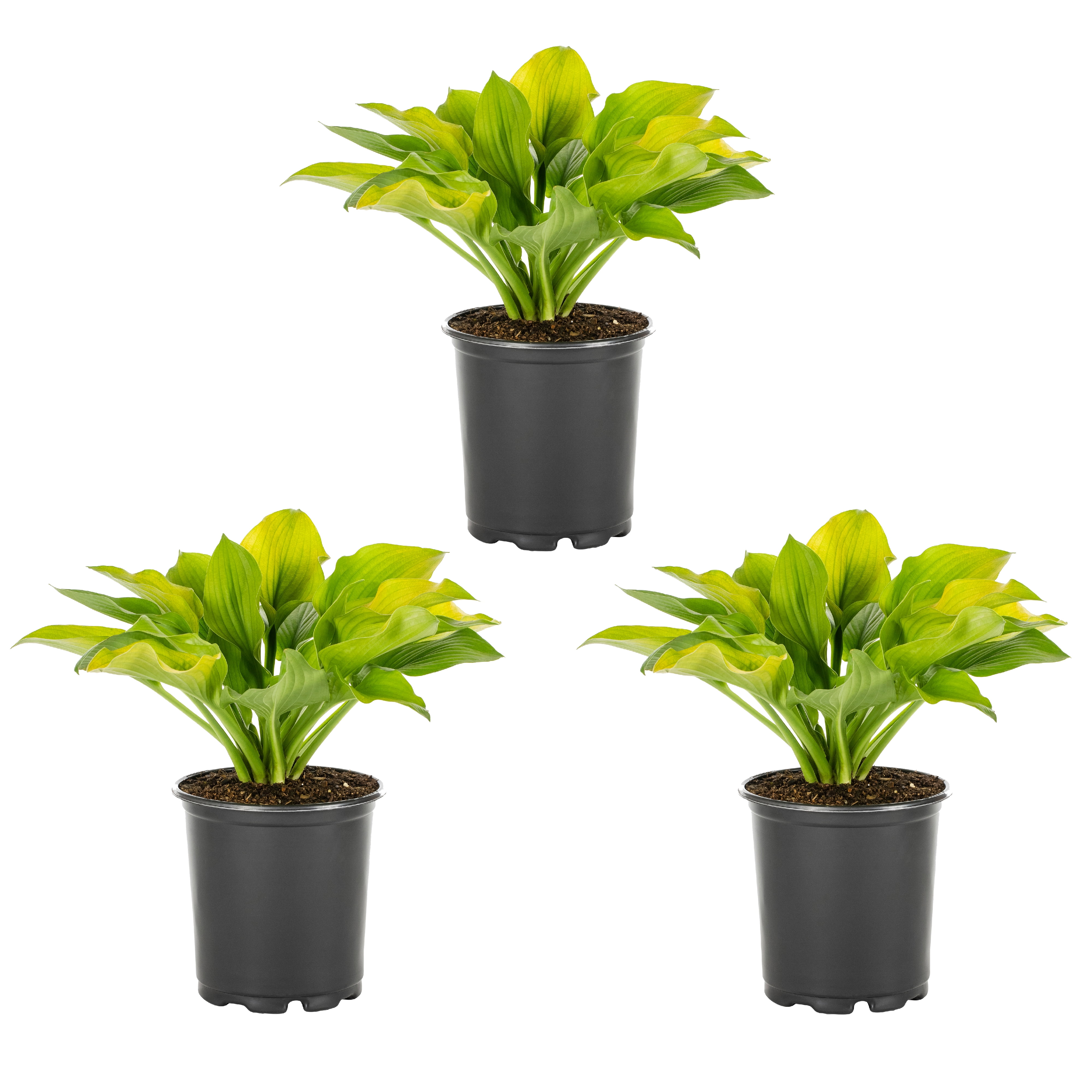 Expert Gardener 2QT Green Hosta Live Perennial Plant Sun 3-Pack