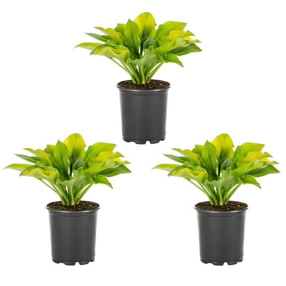 Expert Gardener 2QT Green Hosta Live Perennial Plant Sun 3-Pack
