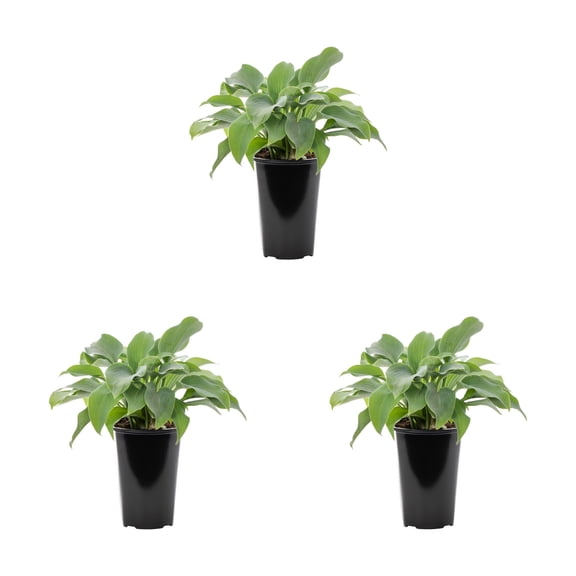Expert Gardener 2QT Blue Halcyon Hosta Live Perennial Plant Sun 3-Pack