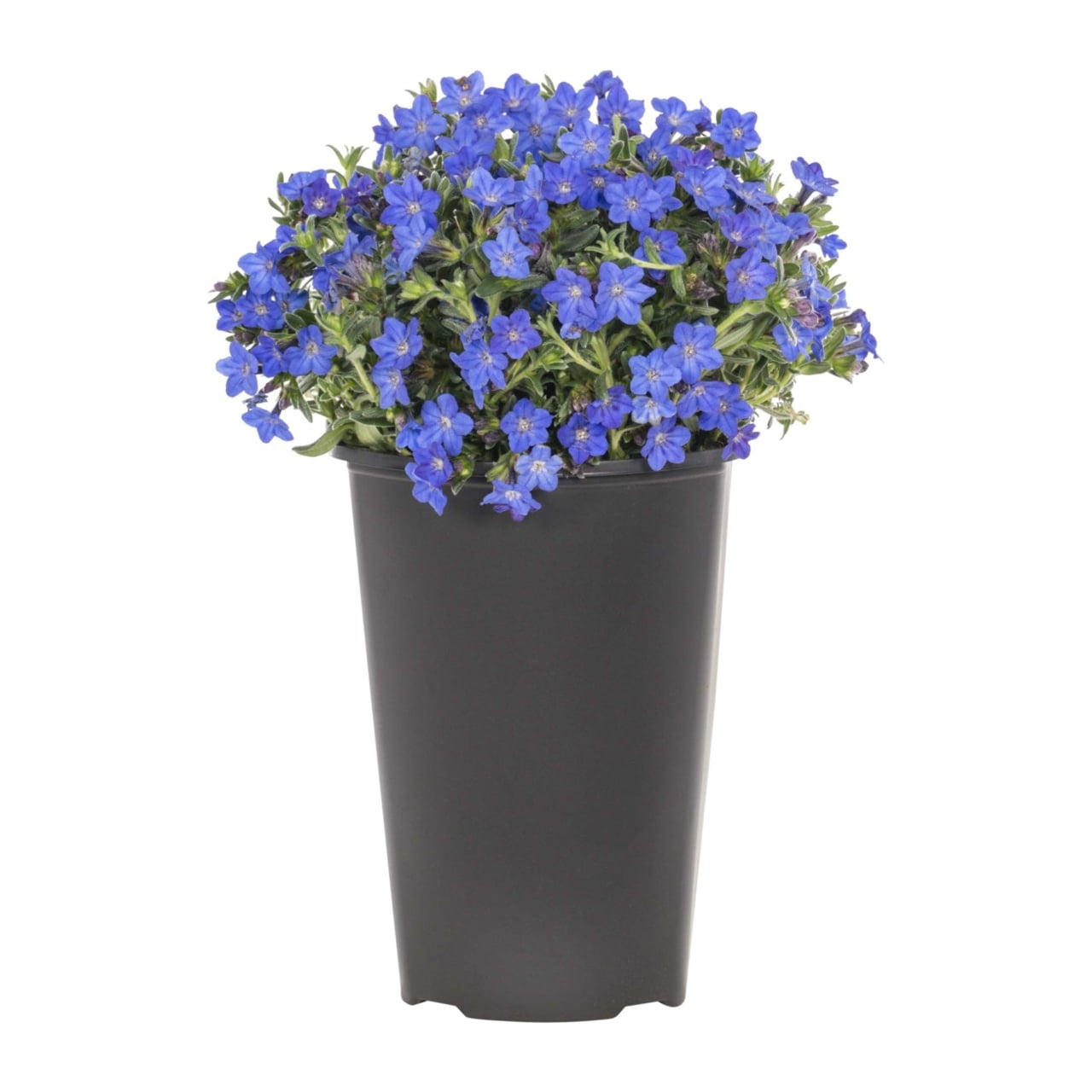 Expert Gardener 2QT Blue Lithodora Live Perennial Plant Partial