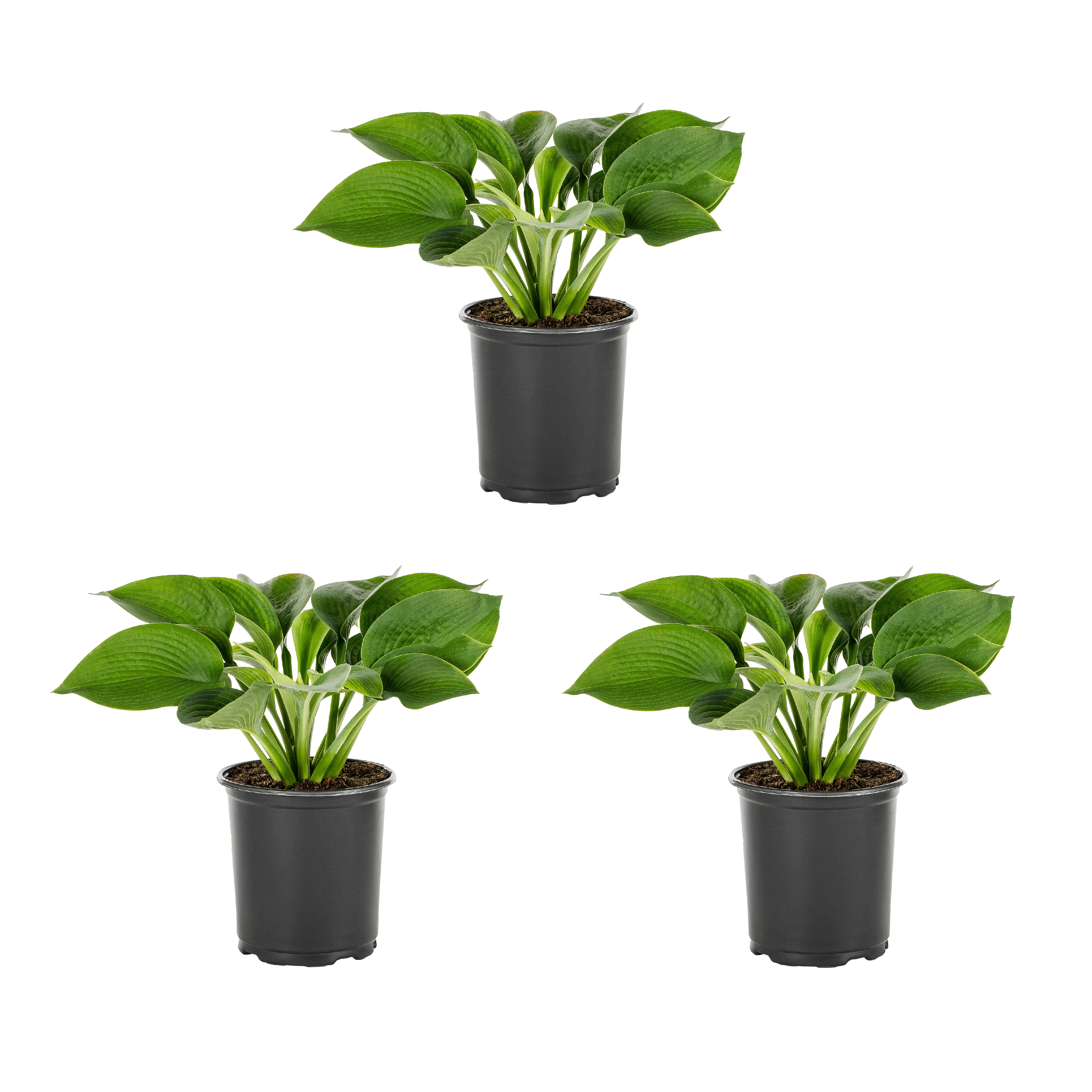 Expert Gardener 2QT Blue Sieboldiana Elegans Hosta Live Perennial Plant Sun 3-Pack