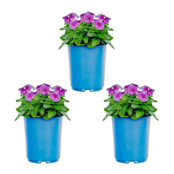Expert Gardener 2QT Blue Vinca Live Annual Plant Sun 3-Pack