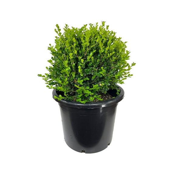 Expert Gardener 2.5QT Boxwood Green Gem Evergreen Shrub Full Sun Live Plants Green