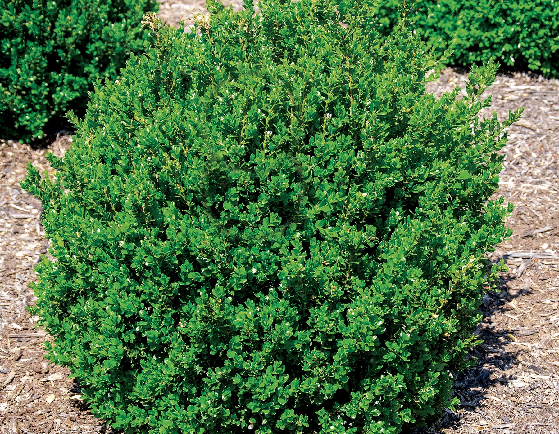 Expert Gardener 2.5QT Boxwood Little Missy Evergreen Live Plants Full ...