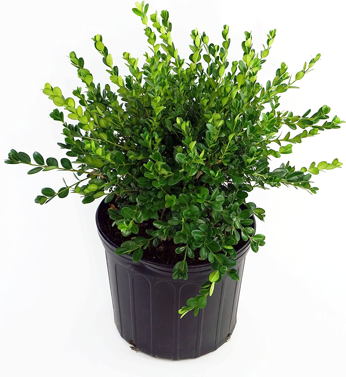 Expert Gardener 2.5QT Boxwood Winter Gem Evergreen Live Shrubs Full Sun Green