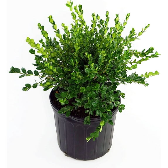 Expert Gardener 2.5QT Boxwood Winter Gem Evergreen Live Shrubs Full Sun Green