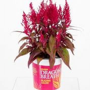 Expert Gardener Celosia Dragon's Breath 2.5QT Full Sun Annual Flowering Plant