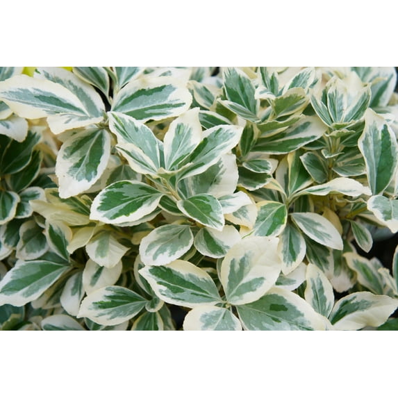 Expert Gardener 2.5QT Euonymus f. Emerald Gaiety Evergreen Live Plants Full Sun