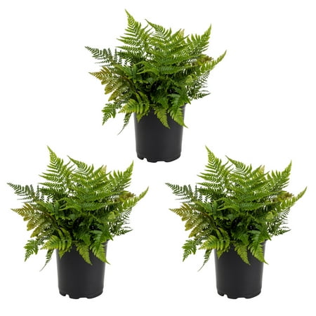 Expert Gardener 2.5QT Fern Live Perennial Plant Sun 3-Pack