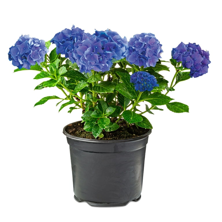 Expert Gardener 2.5QT Filtered Sun Flowering Hydrangea Shrub