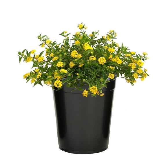 Expert Gardener Gold Lantana Live Plant, 2.5 QT Grow Pot, Direct Sun, Flowering Plant