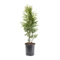thumbnail image 1 of Expert Gardener 2.5QT Green Arborvitae Green Giant Live Shrub Plant Sun, 1 of 7
