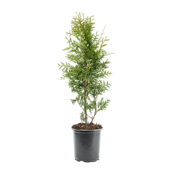 Expert Gardener 2.5QT Green Arborvitae Green Giant Live Shrub Plant Sun