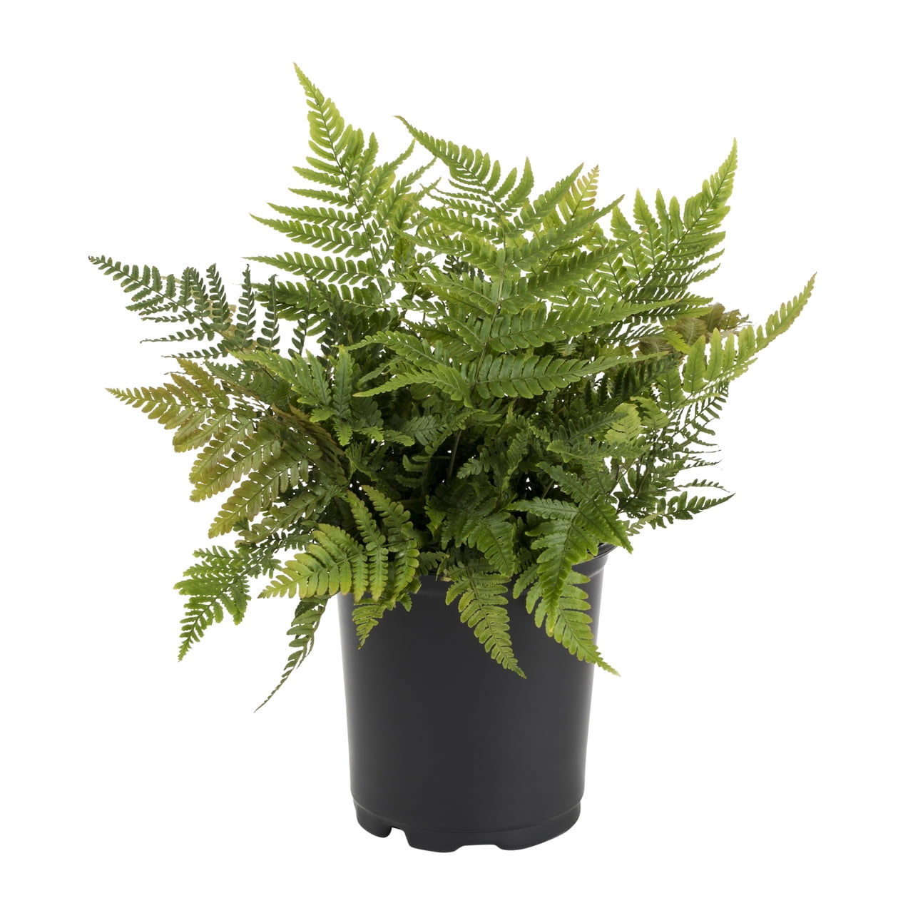 Expert Gardener 2QT Green Fern Live Perennial Plant Shade