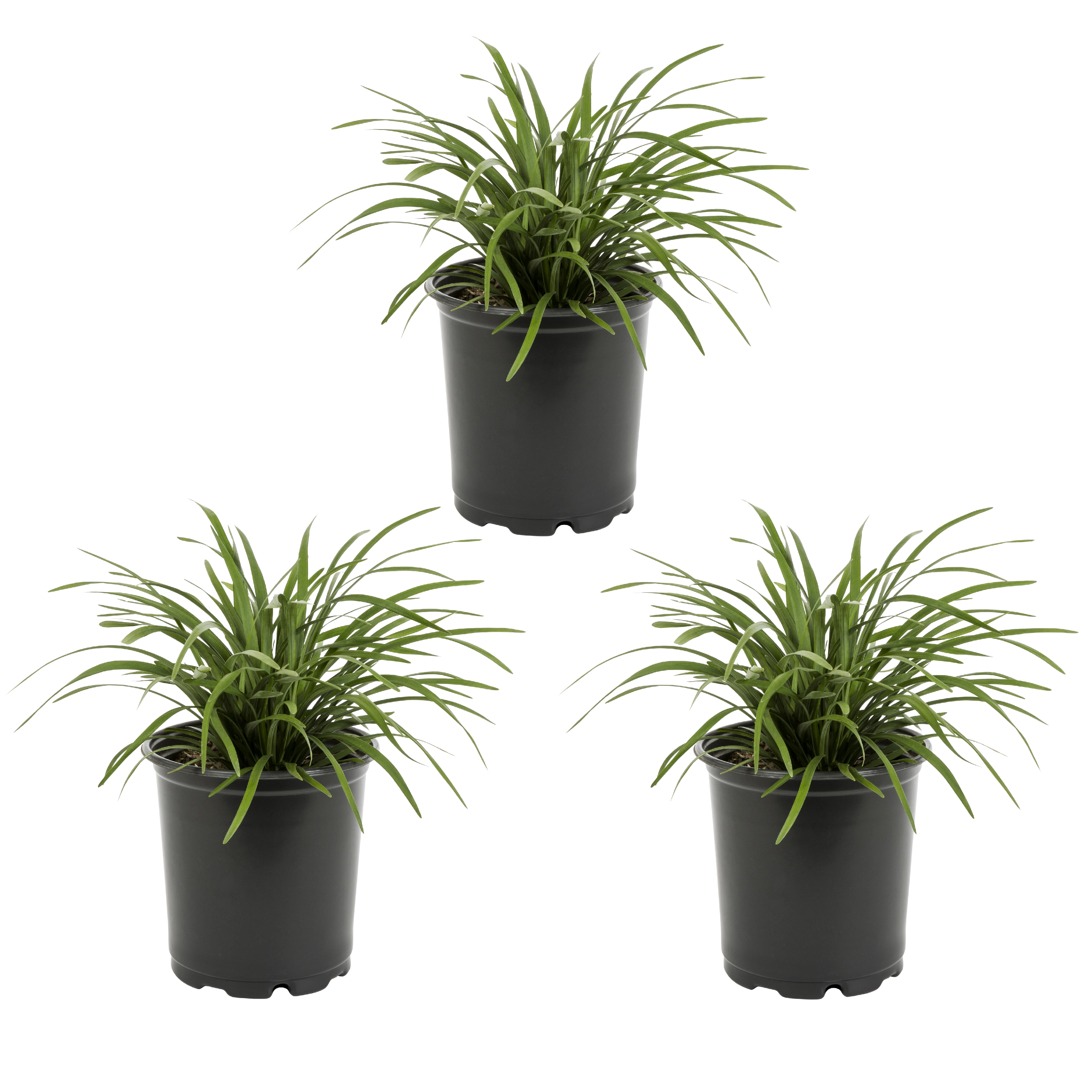 Expert Gardener 2QT Green Liriope Live Perennial Plant Sun 3-Pack