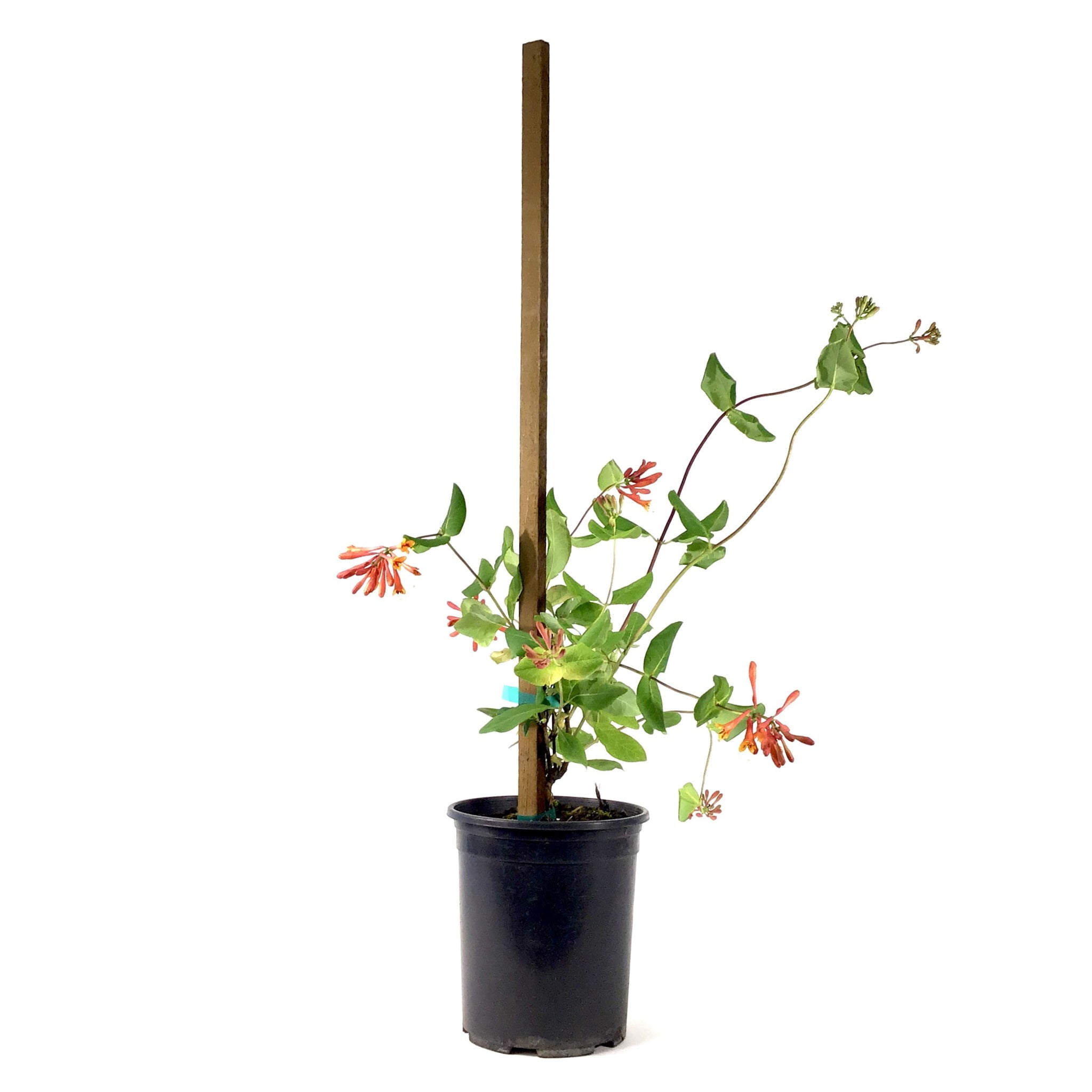 Expert Gardener 2.5QT Honeysuckle Goldflame Live Shrubs Full Sun Yellow