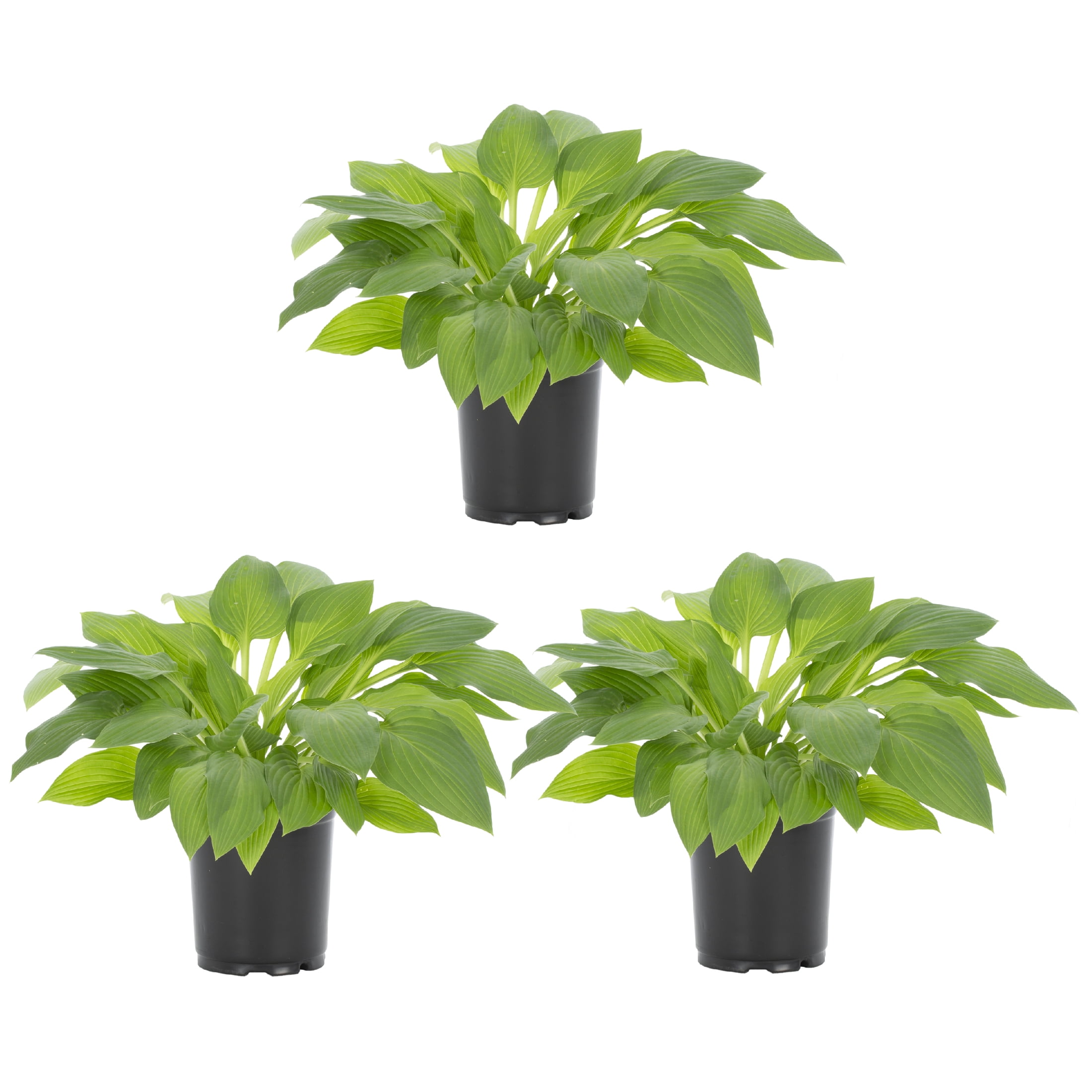 Expert Gardener Hosta Hyacinthina Live Perennial Plant, 3-Pack