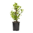thumbnail image 1 of Expert Gardener 2.5QT Jasmine Star Live Shrub Plant Sun, 1 of 7