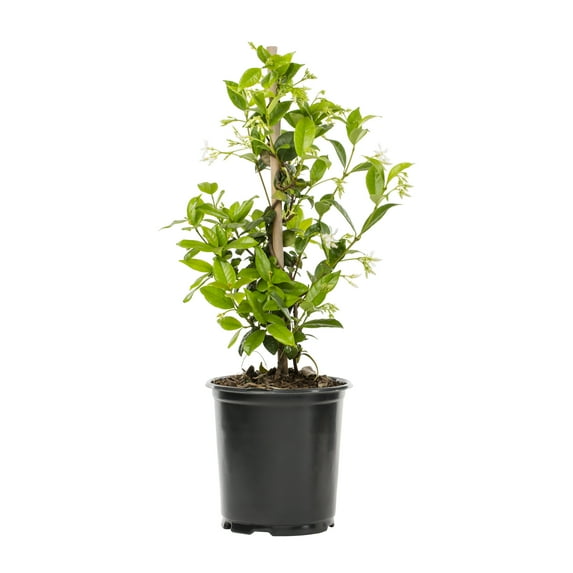 Expert Gardener 2.5QT Jasmine Star Live Shrub Plant Sun