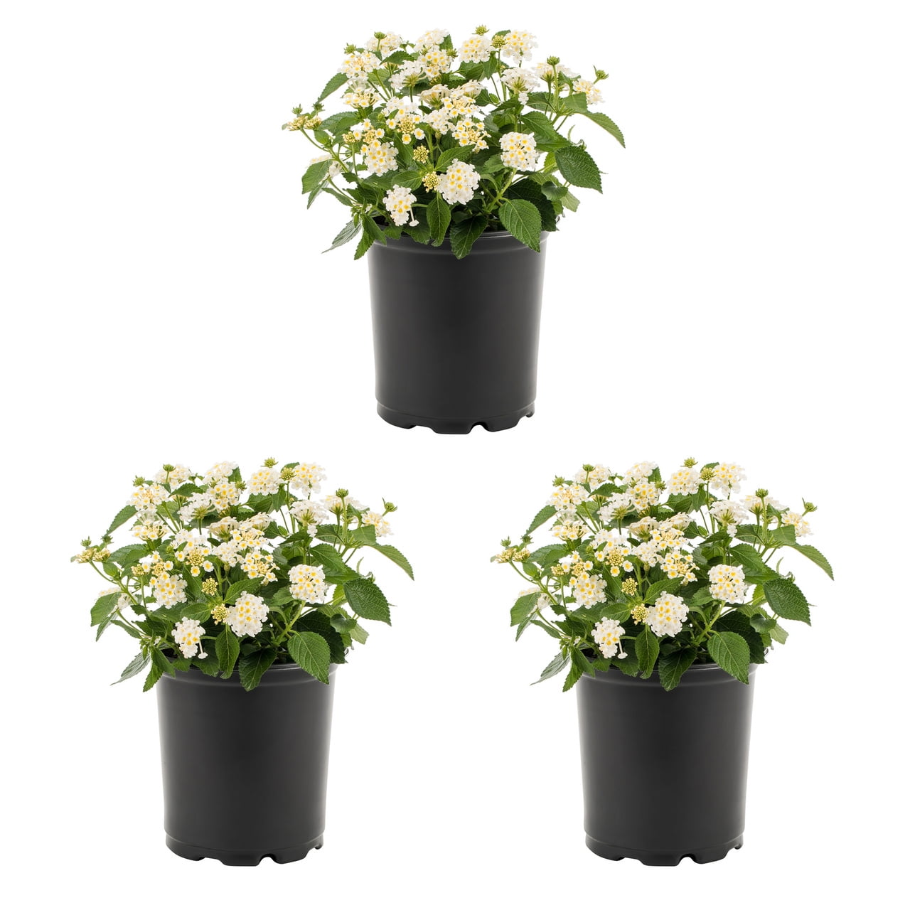 Expert Gardener 2QT White Lantana Live Annual Plant Sun 3-Pack