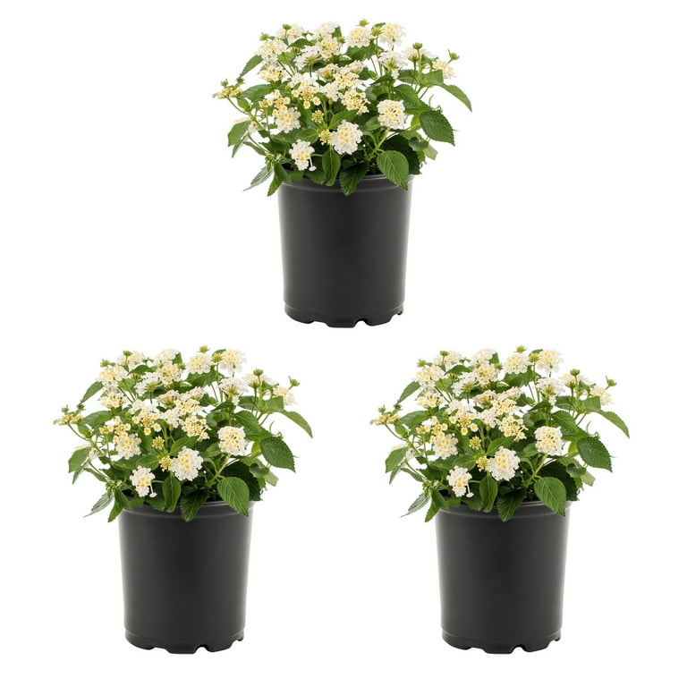 Expert Gardener 2.5QT White Lantana Live Annual Plant Sun 3-Pack