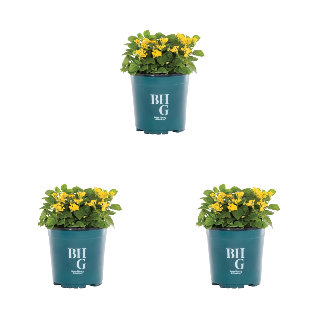 Expert Gardener 2QT Lantana Yellow Live Annual Plant Sun 3-Pack