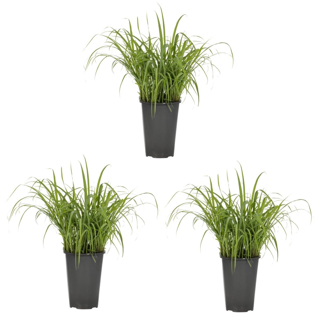Expert Gardener 2QT Lemon Grass Live Perennial Plant Sun 3-Pack