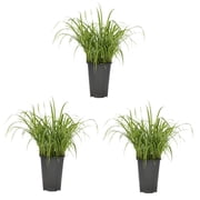 Expert Gardener 2QT Lemon Grass Live Perennial Plant Sun 3-Pack
