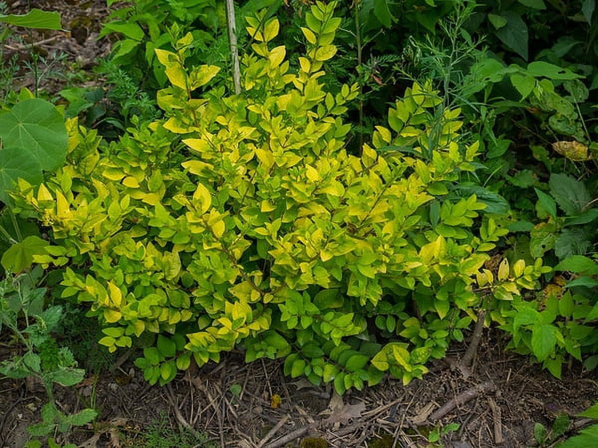 philodendron verrucosum standort Philodendron Verrucosum