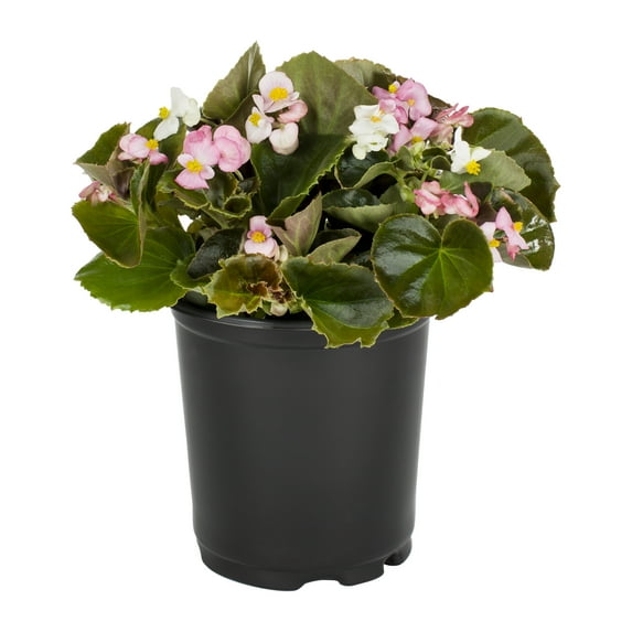 Expert Gardener 2.5QT Multicolor Begonia Live Plants with Grower Pot