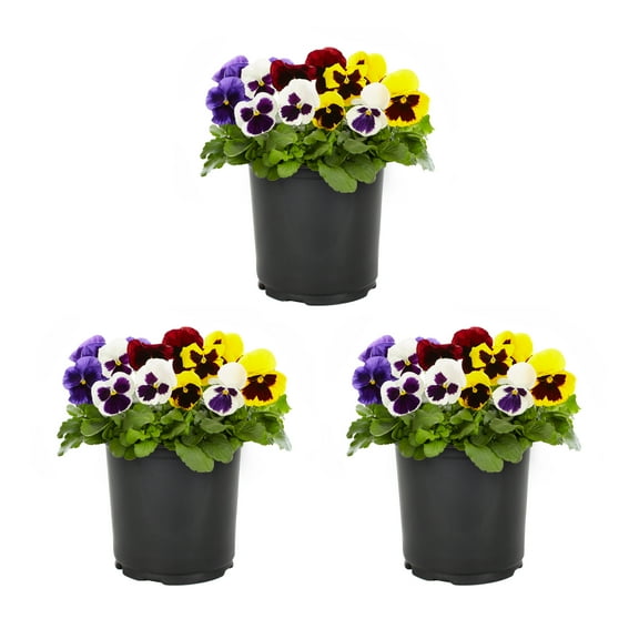 Expert Gardener 2.5QT Multicolor Pansy Live Annual Plant Sun 3-Pack