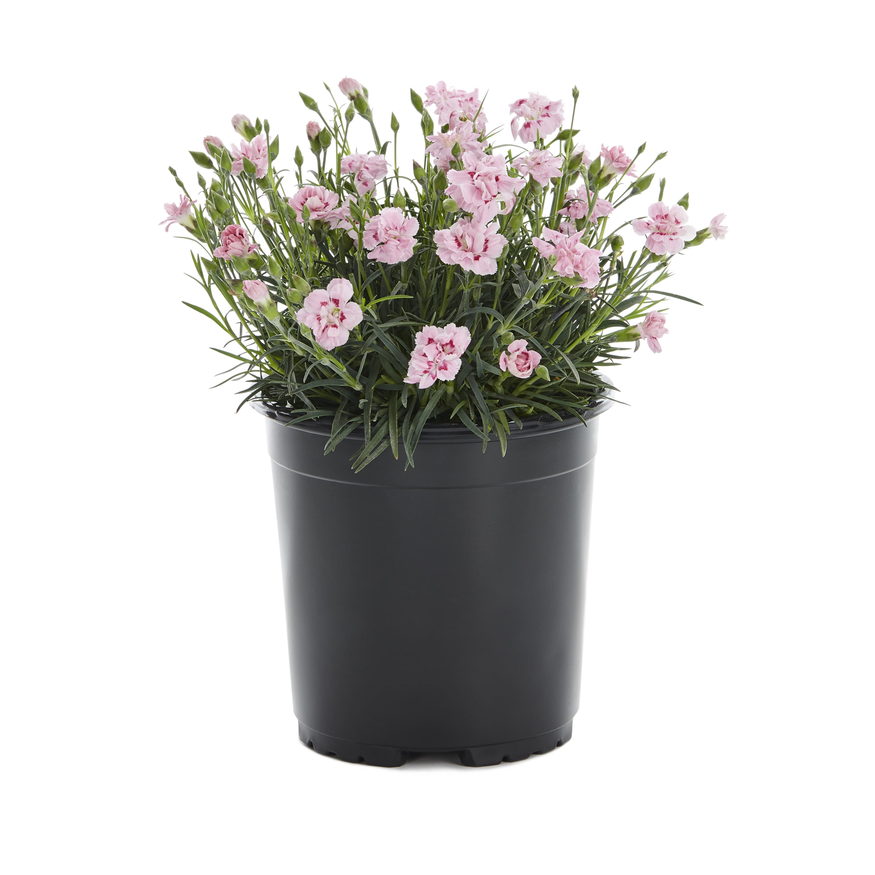 Expert Gardener 2.5QT Multicolor Dianthus Live Plant Grower Pot Sun