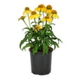 thumbnail image 1 of Expert Gardener 2.5QT Multicolor Echinacea Live Plant Grower Pot Sun, 1 of 3