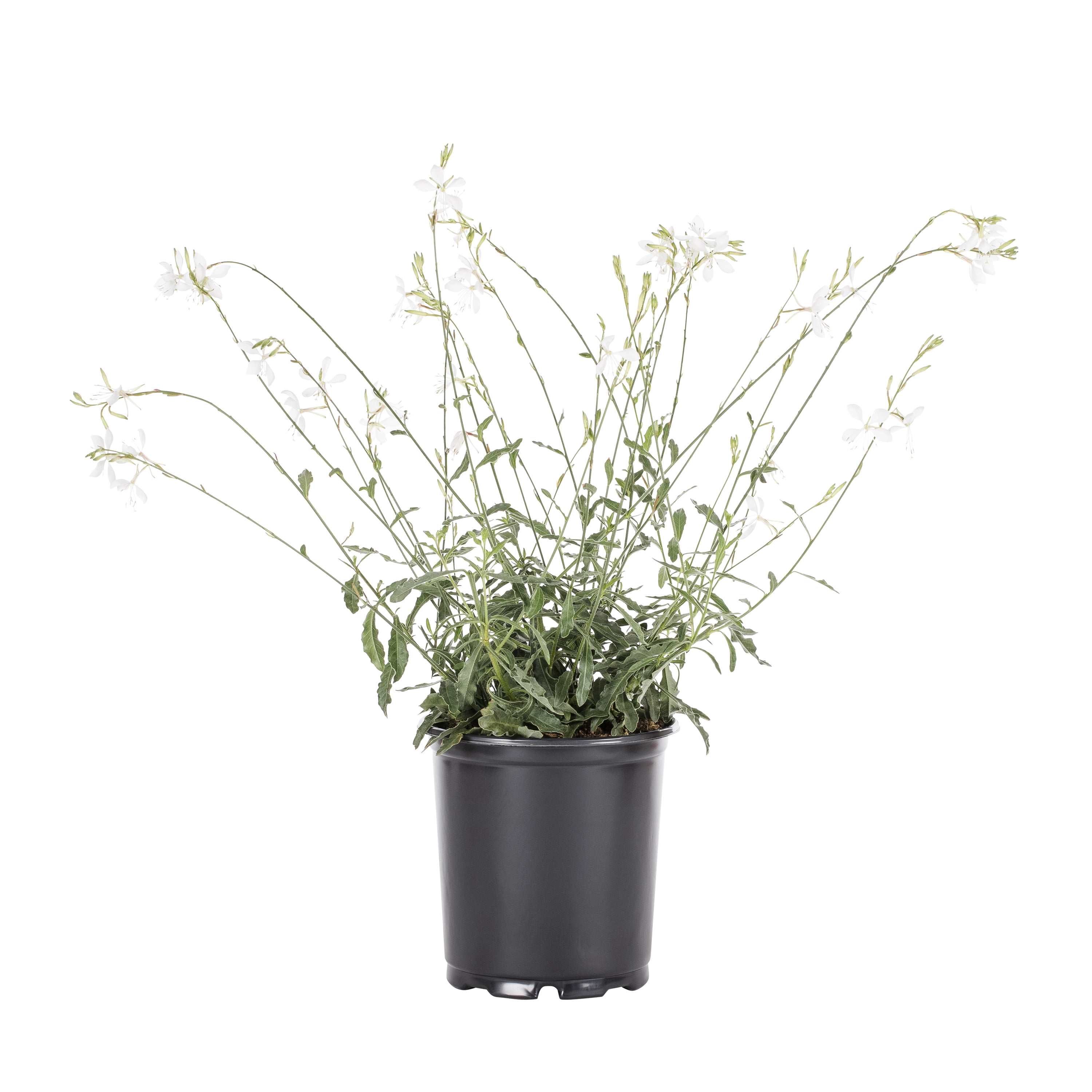 Expert Gardener 2.5QT Multicolor Gaura Live Plants with Grower Pot