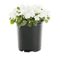 thumbnail image 1 of Expert Gardener 2.5QT Multicolor Impatiens Live Plants with Grower Pot, 1 of 3
