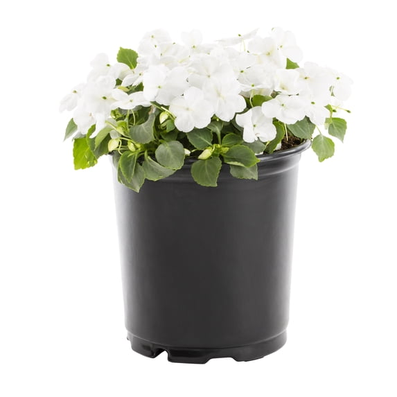 Expert Gardener 2.5QT Multicolor Impatiens Live Plants with Grower Pot