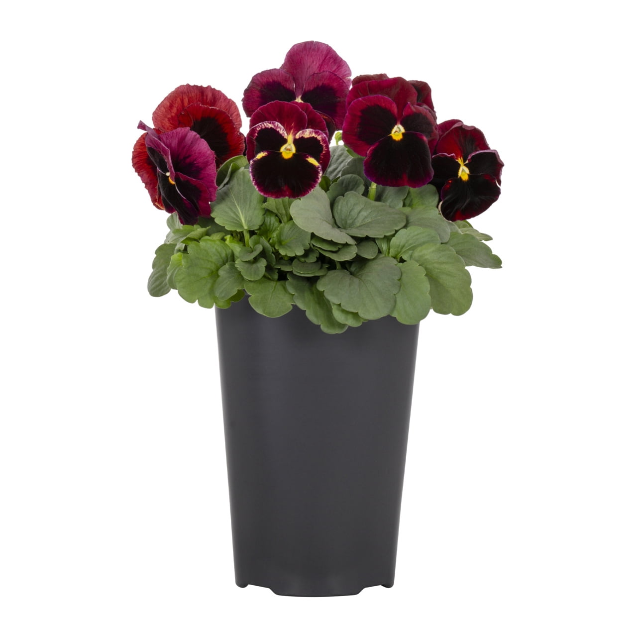 Expert Gardener 2.5QT Multicolor Pansy Live Plants with Grower Pot