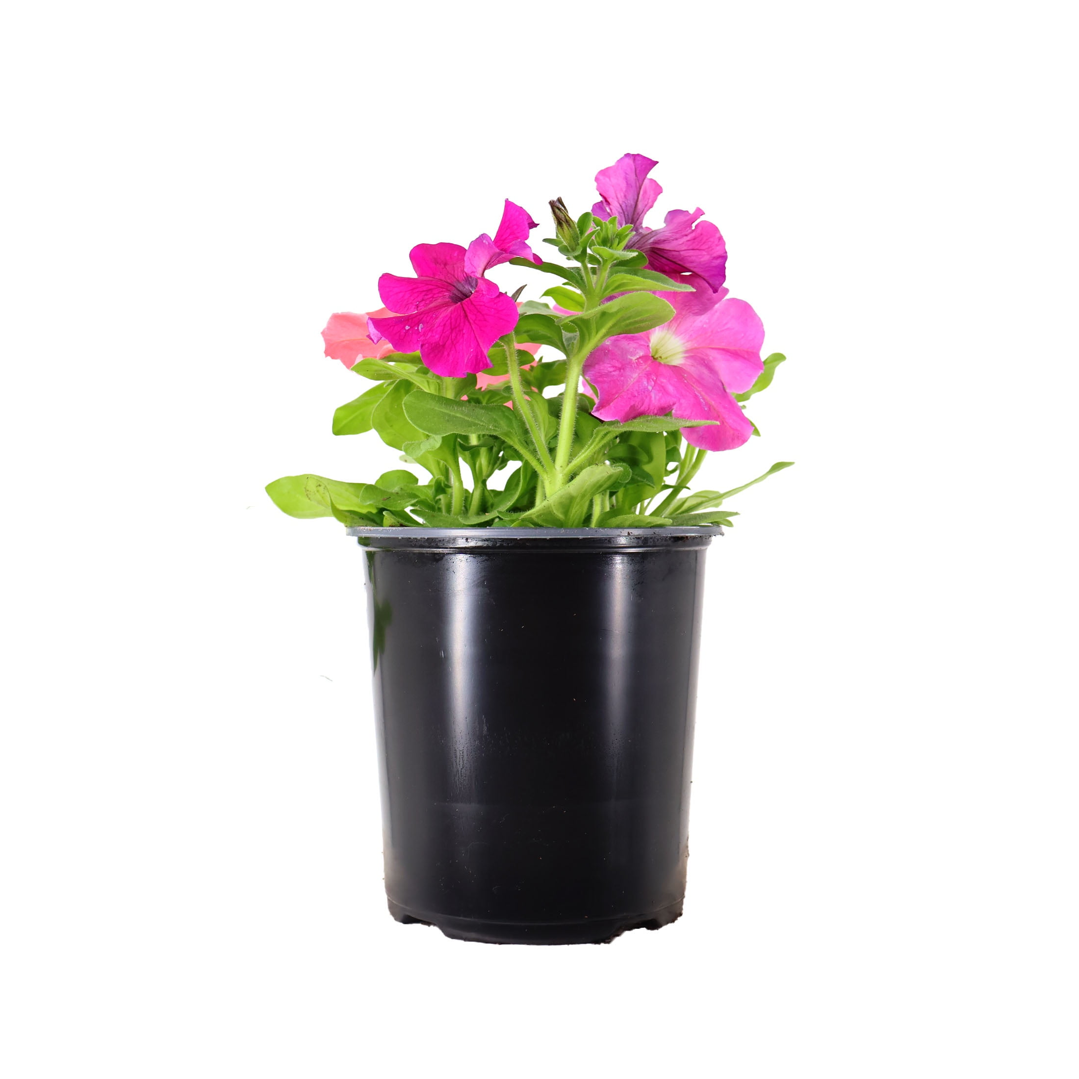 Expert Gardener 2.5QT Multicolor Petunia Live Plants Grower Pots