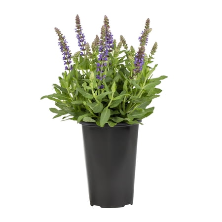Expert Gardener 2QT Blue Salvia Live Annual Plant Sun