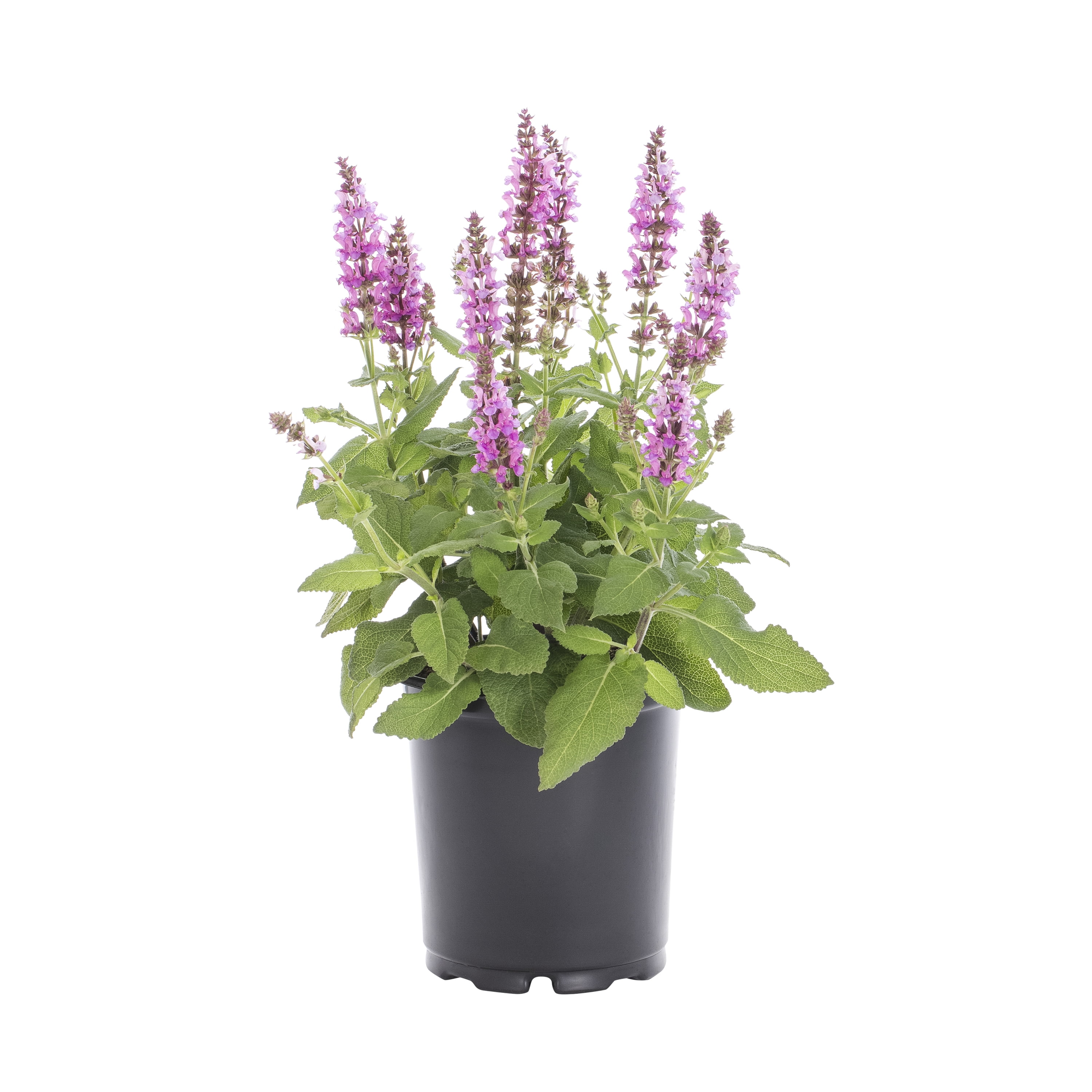 Expert Gardener 2.5QT Multicolor Salvia Live Plants with Grower Pot