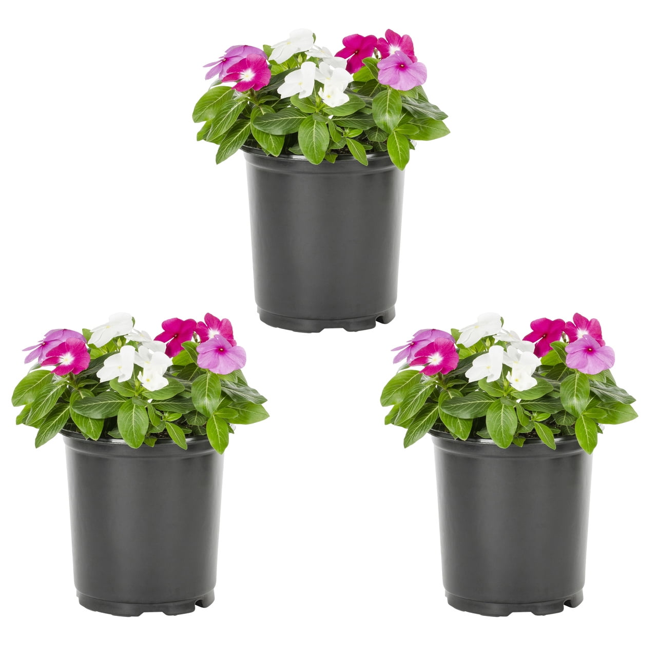 Expert Gardener 2QT Multicolor Vinca Live Annual Plant Sun 3-Pack