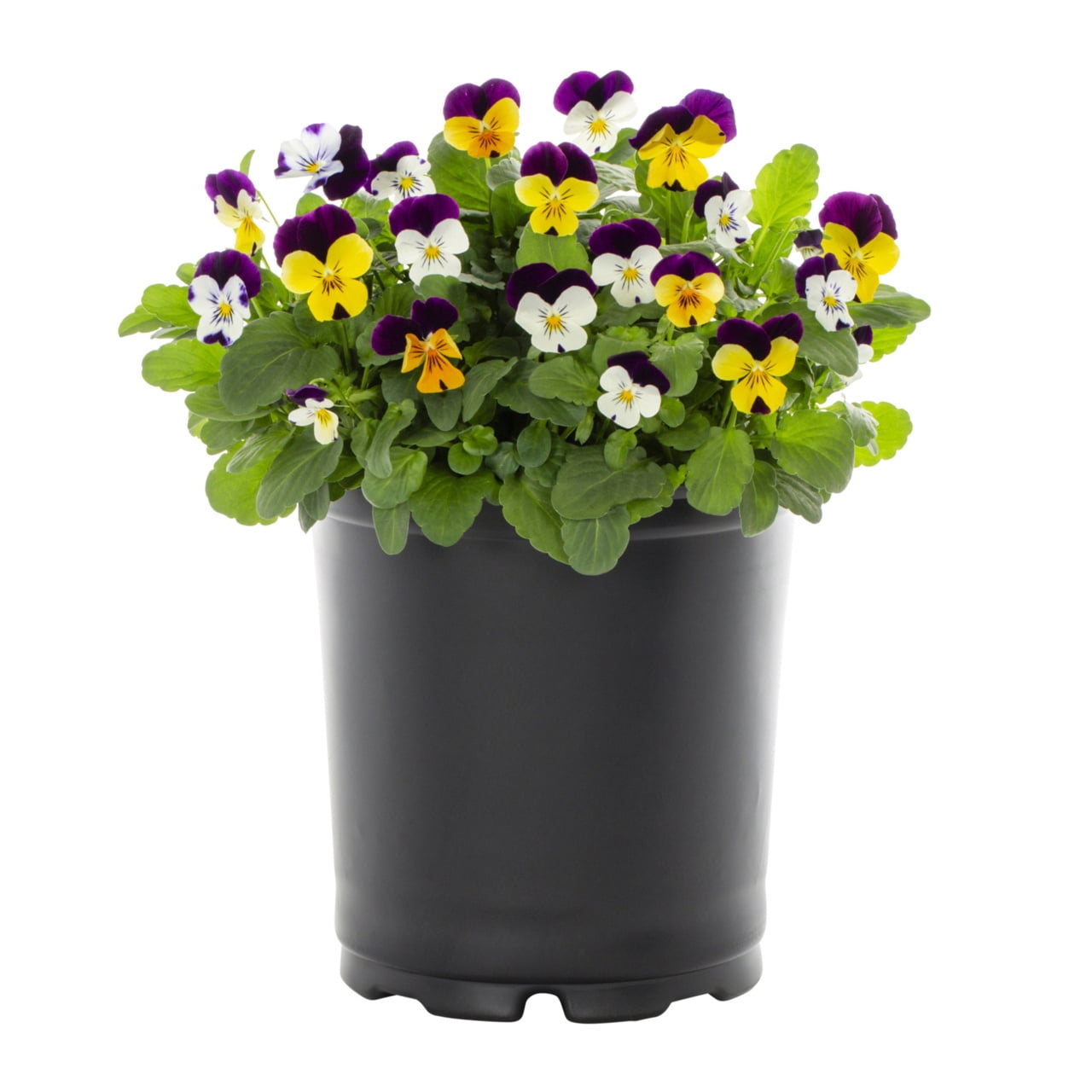 Expert Gardener 2.5QT Multicolor Viola Live Plants with Grower Pot