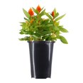 thumbnail image 1 of Expert Gardener 14" Orange Celosia Live Plants in 7" Grower Pot Full Sun, 1 of 7