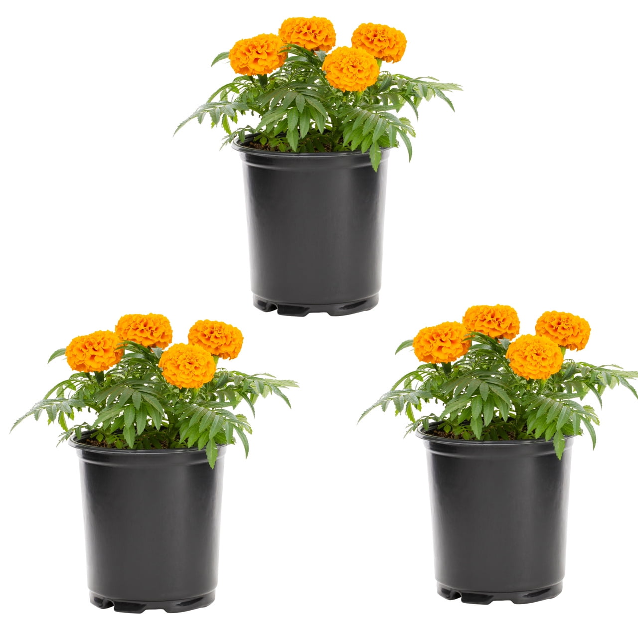 Expert Gardener Orange Marigold Live Annual Plant, 2QT Grower Pot, 3-Pack