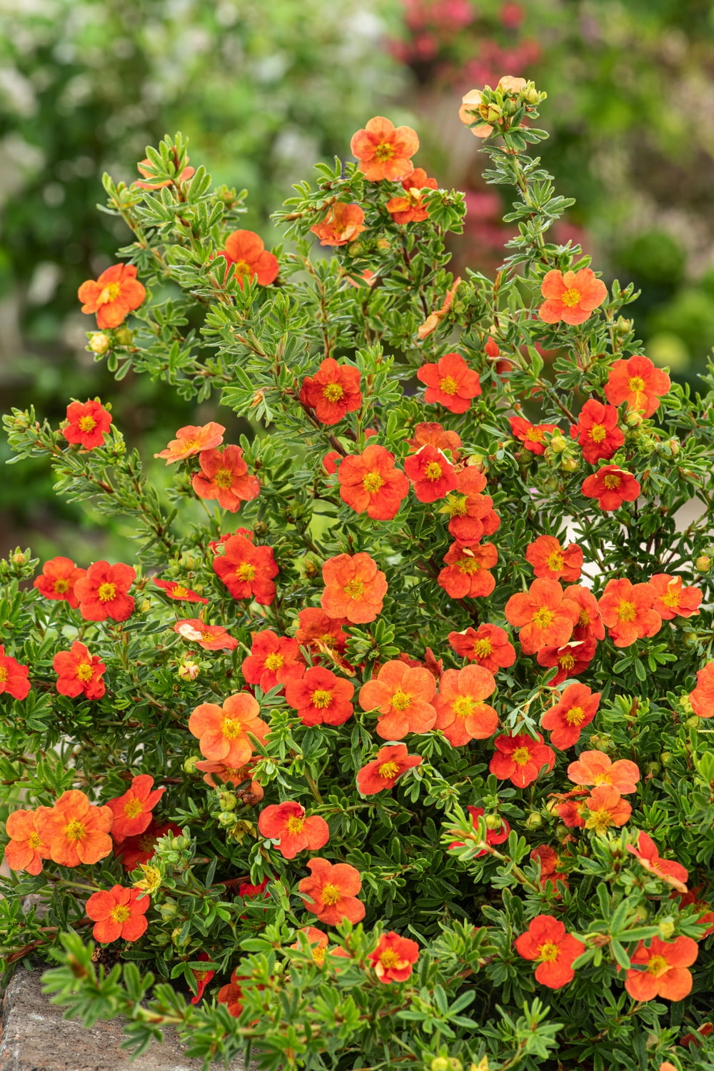 Expert Gardener 2.5QT Potentilla Red Ace Live Plants Full Sun Orange ...